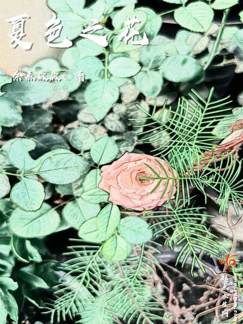 夏色之花